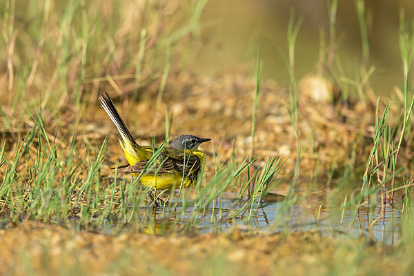 Wiesenschafstelze (Motacilla flava)