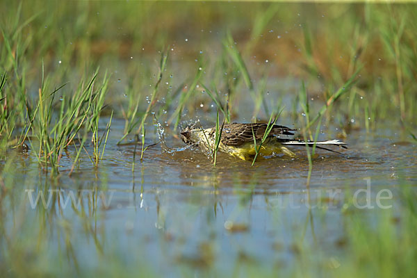 Wiesenschafstelze (Motacilla flava)