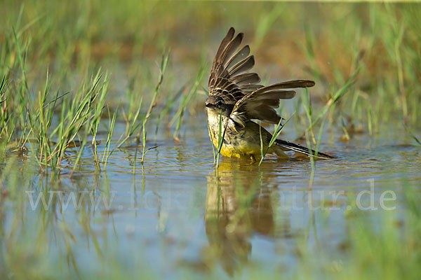 Wiesenschafstelze (Motacilla flava)