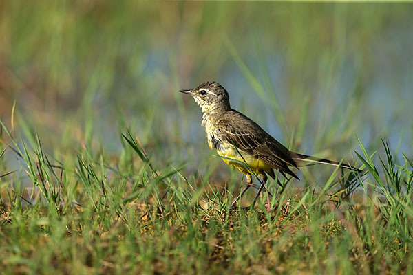 Wiesenschafstelze (Motacilla flava)