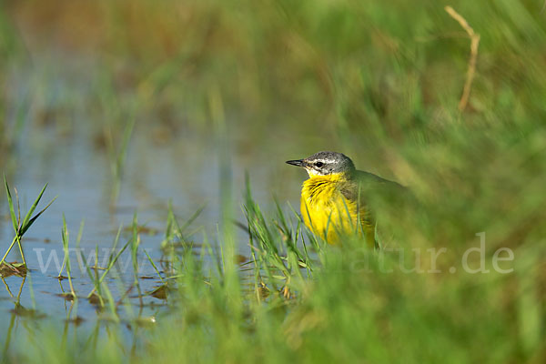 Wiesenschafstelze (Motacilla flava)