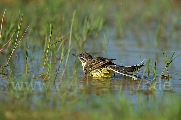 Wiesenschafstelze (Motacilla flava)