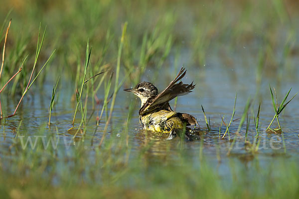 Wiesenschafstelze (Motacilla flava)