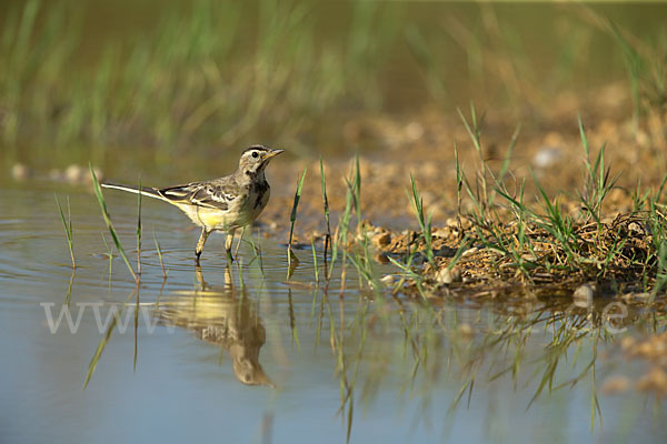 Wiesenschafstelze (Motacilla flava)