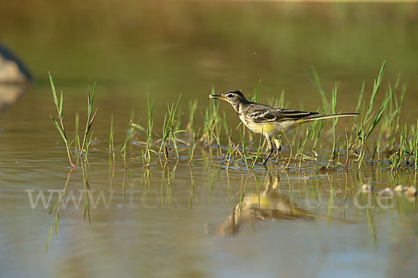 Wiesenschafstelze (Motacilla flava)