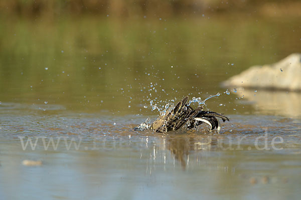 Wiesenschafstelze (Motacilla flava)