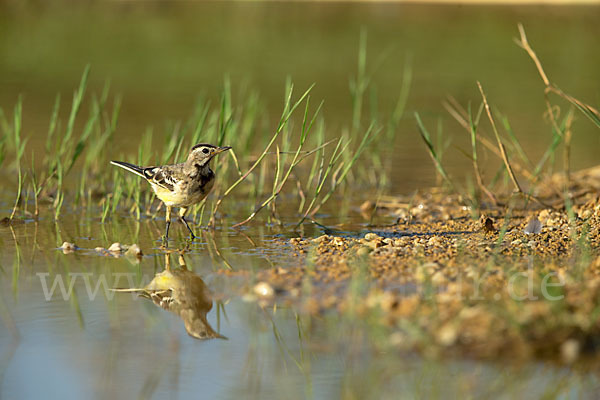 Wiesenschafstelze (Motacilla flava)