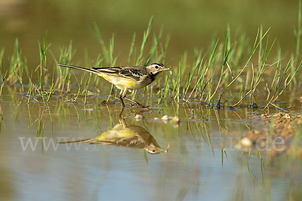 Wiesenschafstelze (Motacilla flava)