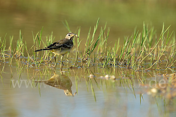 Wiesenschafstelze (Motacilla flava)