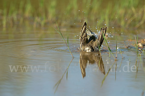 Wiesenschafstelze (Motacilla flava)