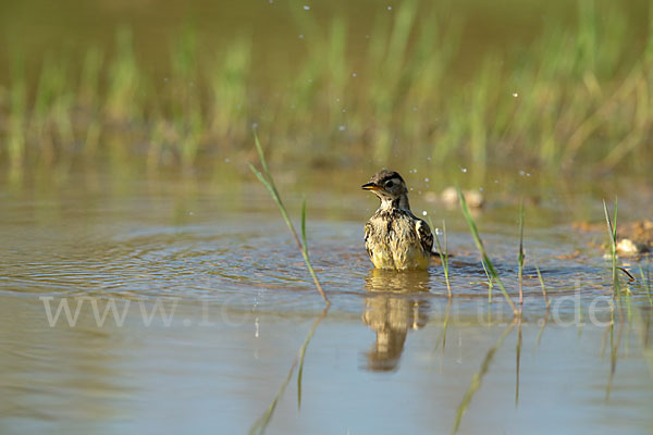 Wiesenschafstelze (Motacilla flava)