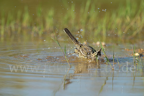 Wiesenschafstelze (Motacilla flava)