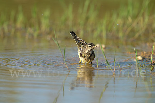 Wiesenschafstelze (Motacilla flava)