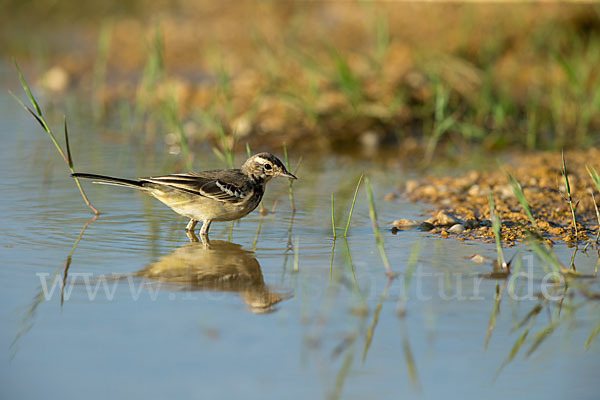 Wiesenschafstelze (Motacilla flava)