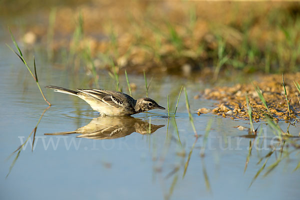 Wiesenschafstelze (Motacilla flava)