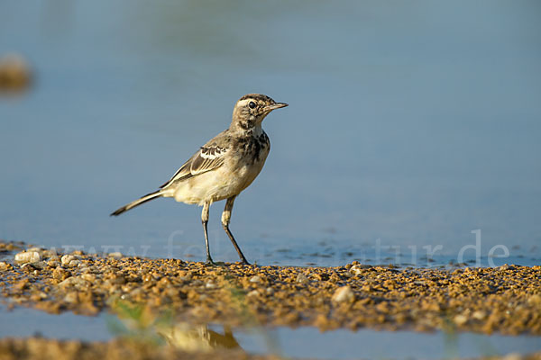 Wiesenschafstelze (Motacilla flava)