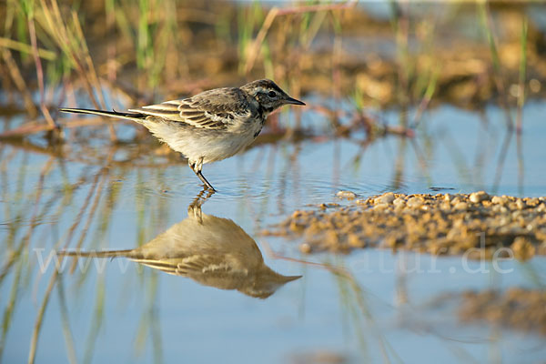 Wiesenschafstelze (Motacilla flava)