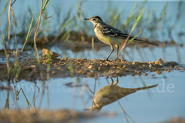 Wiesenschafstelze (Motacilla flava)