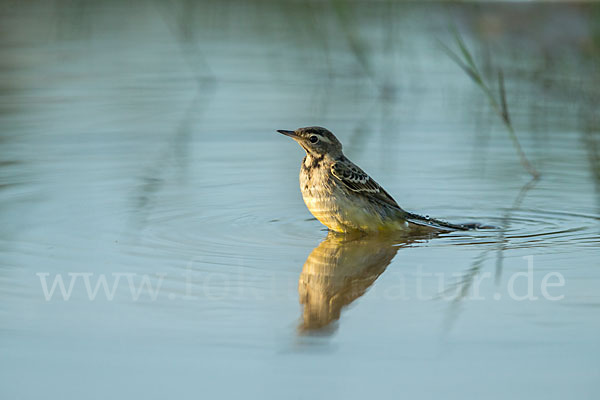 Wiesenschafstelze (Motacilla flava)