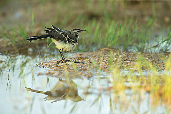 Wiesenschafstelze (Motacilla flava)