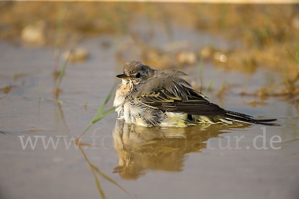 Wiesenschafstelze (Motacilla flava)