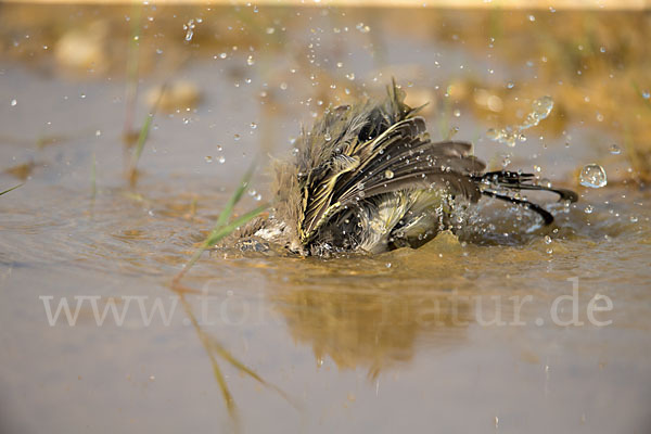 Wiesenschafstelze (Motacilla flava)