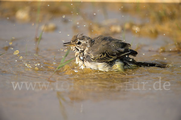 Wiesenschafstelze (Motacilla flava)