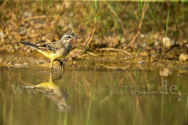 Wiesenschafstelze (Motacilla flava)