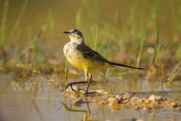 Wiesenschafstelze (Motacilla flava)