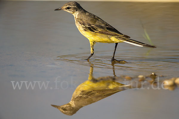 Wiesenschafstelze (Motacilla flava)