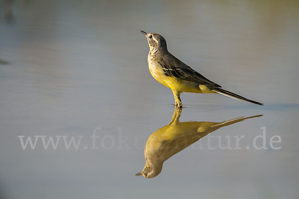 Wiesenschafstelze (Motacilla flava)