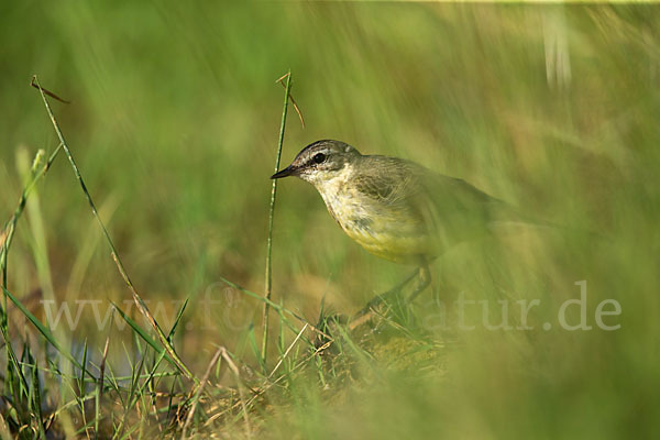 Wiesenschafstelze (Motacilla flava)