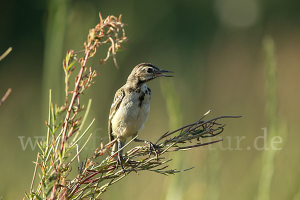 Wiesenschafstelze (Motacilla flava)