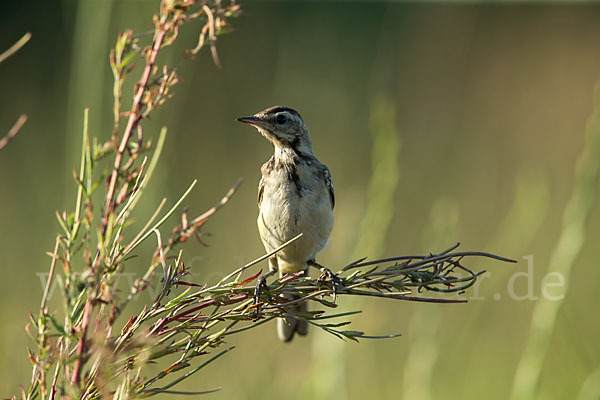 Wiesenschafstelze (Motacilla flava)