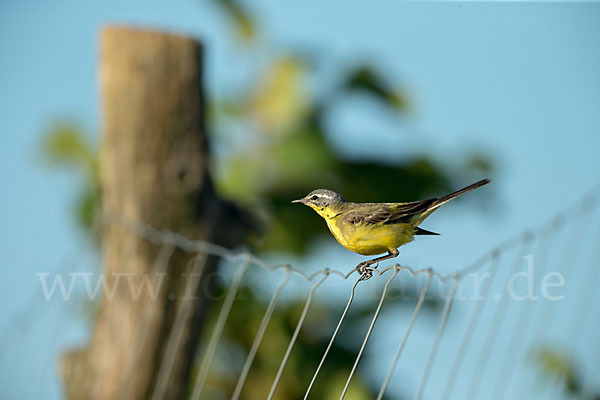 Wiesenschafstelze (Motacilla flava)