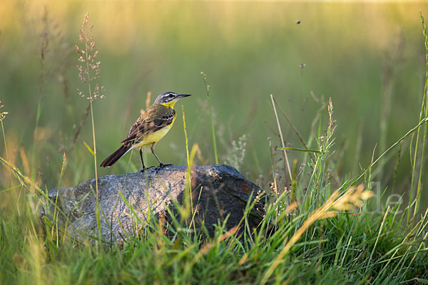 Wiesenschafstelze (Motacilla flava)