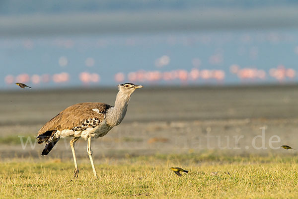 Wiesenschafstelze (Motacilla flava)