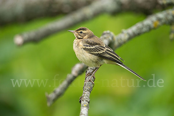 Wiesenschafstelze (Motacilla flava)