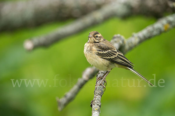 Wiesenschafstelze (Motacilla flava)