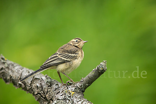 Wiesenschafstelze (Motacilla flava)