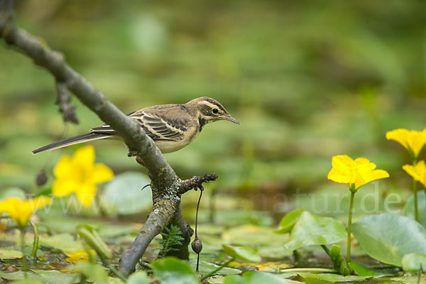 Wiesenschafstelze (Motacilla flava)