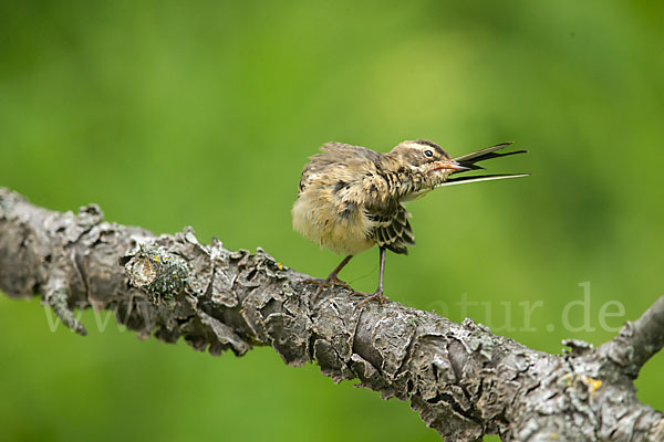 Wiesenschafstelze (Motacilla flava)