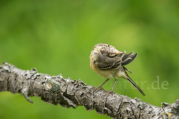 Wiesenschafstelze (Motacilla flava)