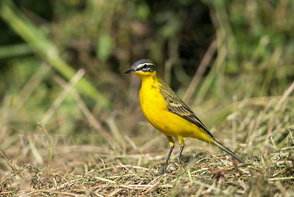 Wiesenschafstelze (Motacilla flava)