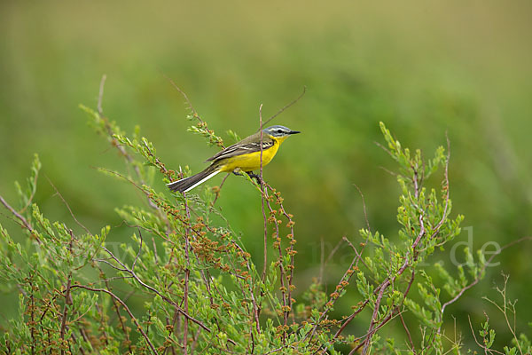 Wiesenschafstelze (Motacilla flava)