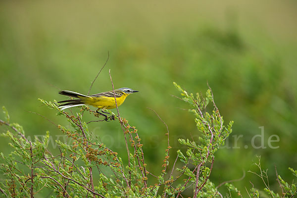 Wiesenschafstelze (Motacilla flava)