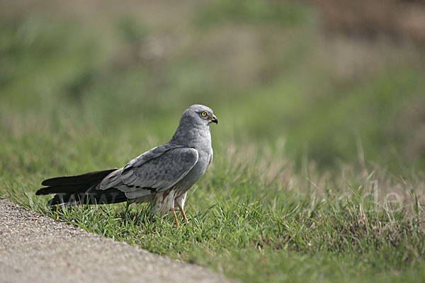 Wiesenweihe (Circus pygargus)