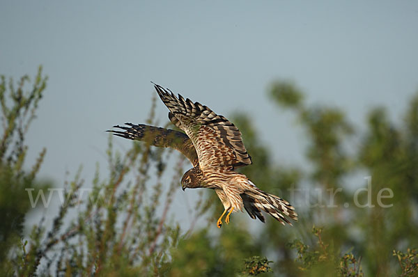 Wiesenweihe (Circus pygargus)