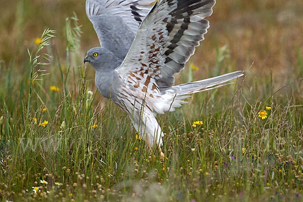 Wiesenweihe (Circus pygargus)