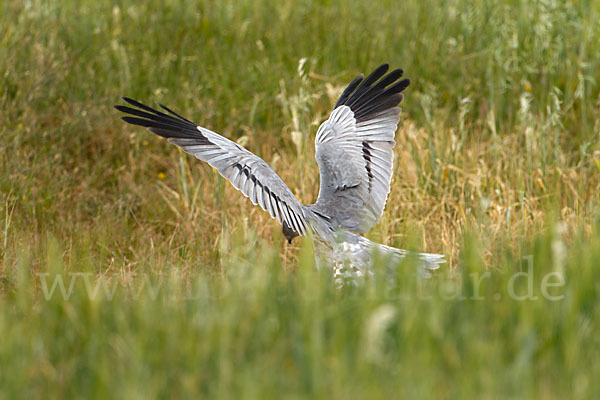 Wiesenweihe (Circus pygargus)